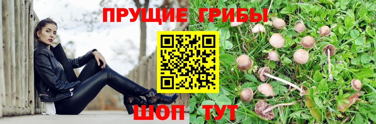 Галлюциногенные грибы GOLDEN TEACHER  Псилоцибиновые грибы GOLDEN TEACHER  Кострома  Вход с VPN 
